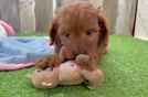 Playful Cavapoodle Poodle Mix Puppy