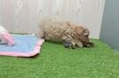 Maltipoo Puppy for Adoption