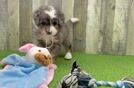Sweet Mini Bernedoodle Baby
