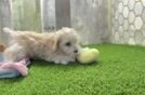 Maltipoo Pup Being Cute