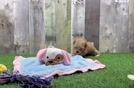 Maltipoo Pup Being Cute