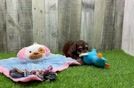 Petite Havapoo Poodle Mix Pup