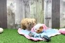 Meet Fry - our Maltipoo Puppy Video