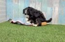 Happy Mini Bernedoodle Baby
