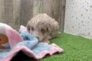 Playful Sheepdoodle Poodle Mix Puppy