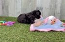 Happy Mini Aussiedoodle Baby
