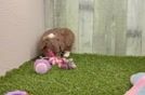 Energetic Aussiepoo Poodle Mix Puppy