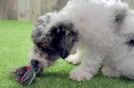 Poodle Pup Being Cute