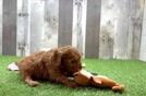 Meet Olive - our Cavapoo Puppy Video