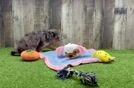Meet Iggy - our Cavapoo Puppy Video