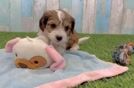 Cavachon Puppy for Adoption