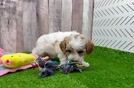 Playful Poodle Baby