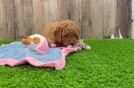Mini Goldendoodle Puppy for Adoption