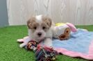 Energetic Malt a Poo Poodle Mix Puppy