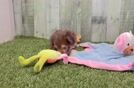Adorable Aussie Bichon Designer Puppy