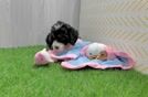 Mini Bernedoodle Puppy for Adoption