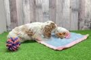 Cockapoo Pup Being Cute