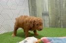 Meet Bunny - our Poodle Puppy Video  - Premier Pups Small Poodle Purebred Pup