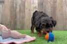 Mini Aussiedoodle Pup Being Cute