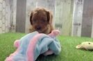Little Cavipoo Poodle Mix Puppy