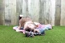 Funny Aussiechon Designer Pup