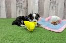 Mini Aussiedoodle Puppy for Adoption