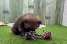 Playful Pomeranian Baby