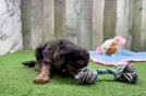 Cavapoo Puppy for Adoption