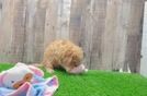 Energetic Cavoodle Poodle Mix Puppy