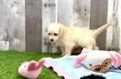 Energetic Maltese Poodle Poodle Mix Puppy