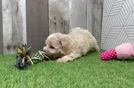 Meet Cashew - our Maltipoo Puppy Video