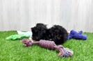 Happy Mini Bernedoodle Baby