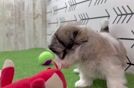 Adorable Shit Designer Puppy