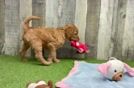 Popular Mini Goldendoodle Poodle Mix Pup