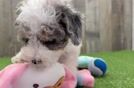 Poodle Puppy for Adoption