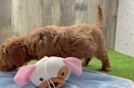 Best Mini Goldendoodle Baby