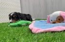 Mini Bernedoodle Pup Being Cute
