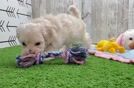 Maltipoo Puppy for Adoption
