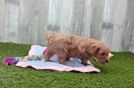 Cavapoo Pup Being Cute