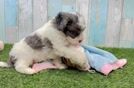 Meet Wallace - our Cavapoo Puppy Video