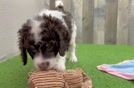 Happy Mini Bernedoodle Baby