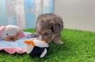 Playful Yo Yo Poo Poodle Mix Puppy