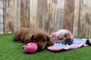 Meet Queenie - our Cavapoo Puppy Video