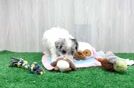 Little Multipoo Poodle Mix Puppy