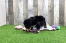 Meet Jedi - our Mini Bernedoodle Puppy Video