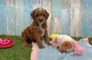Meet Chelsea - our Cavapoo Puppy Video