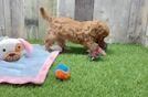 Fluffy Cavapoo Poodle Mix Pup