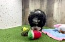 Small Mini Bernedoodle Baby