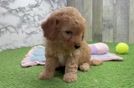 Little Mini Goldenpoo Poodle Mix Puppy