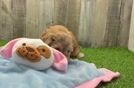 Shih Poo Pup Being Cute